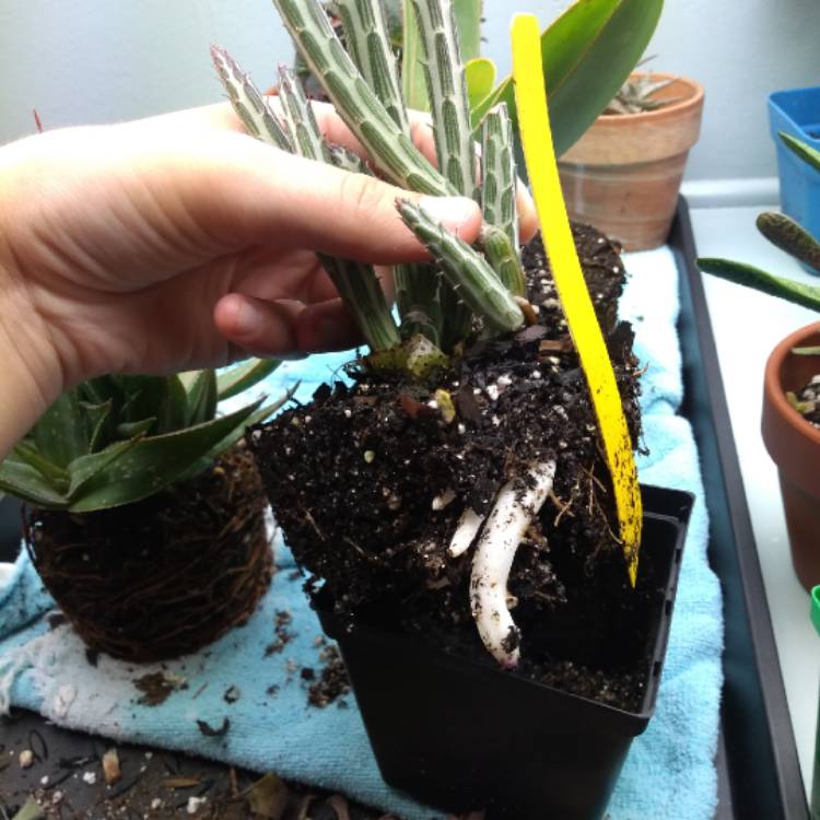 plant image 1190980