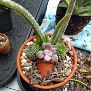 Jade's garden