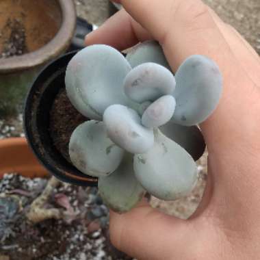 Pachyphytum 'Blue Haze'