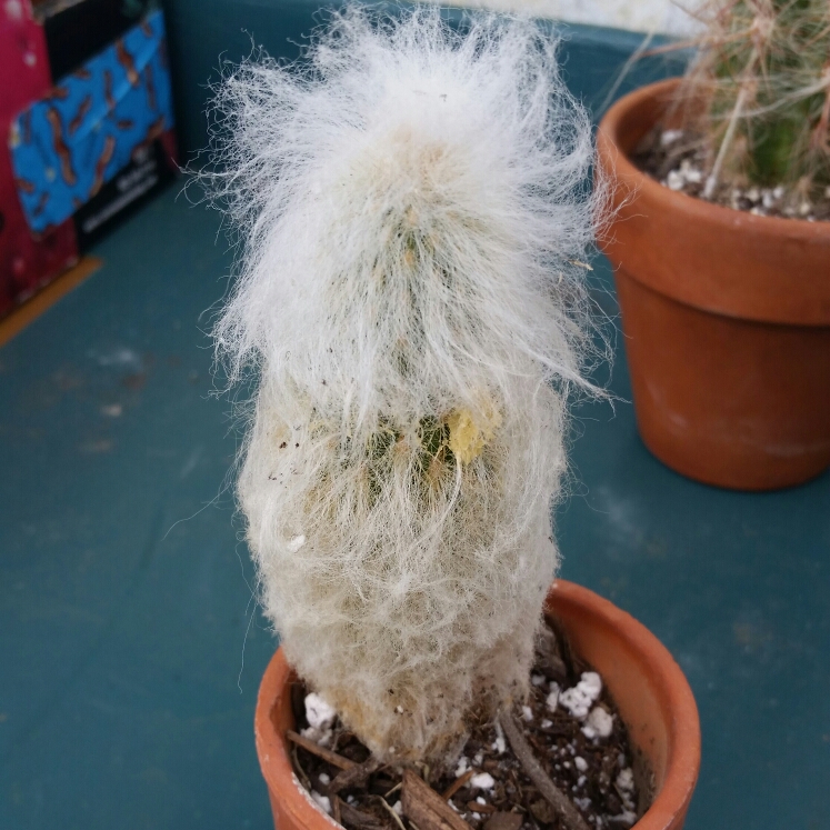 Plant image Espostoa melanostele