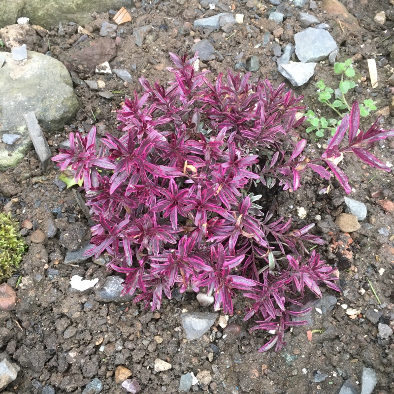 plant image 67504