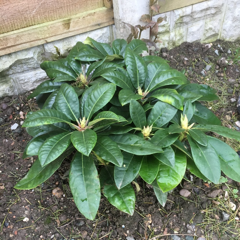 plant image 67513