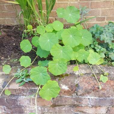 Steve's garden