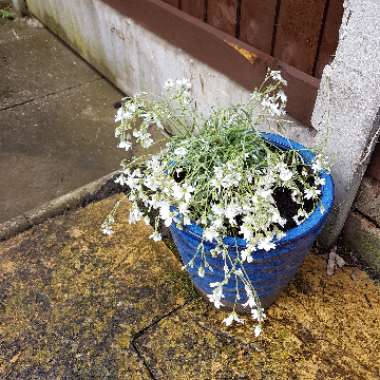 Steve's garden