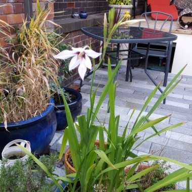 Steve's garden