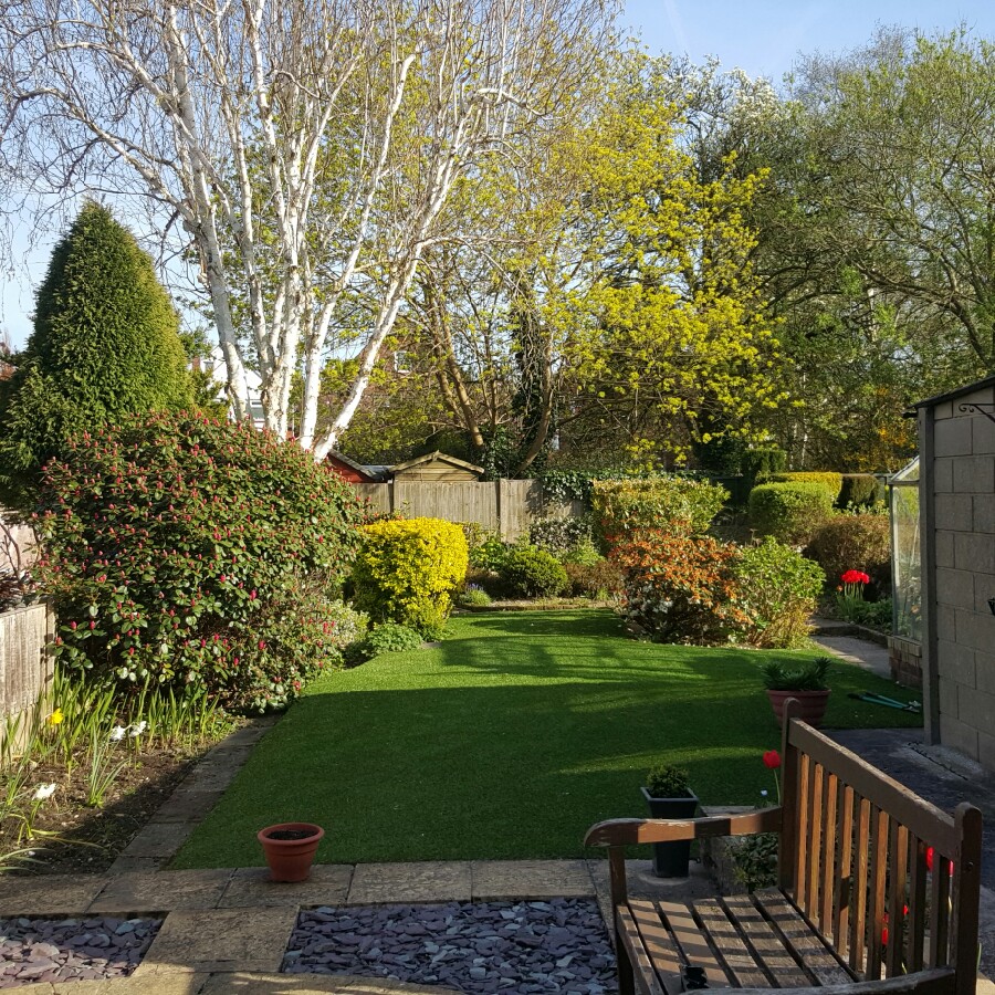 Steve's garden