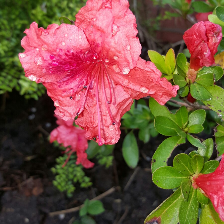 Steve's garden