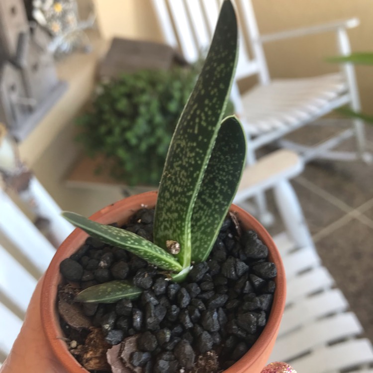 Plant image Gasteria pillansii var. pillansii (Mini)