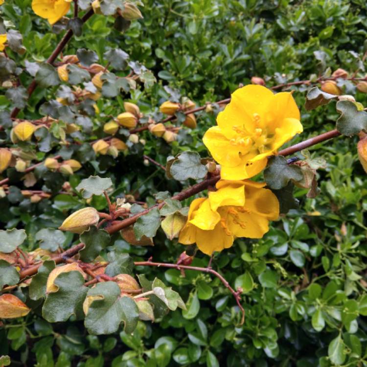 plant image 1009302