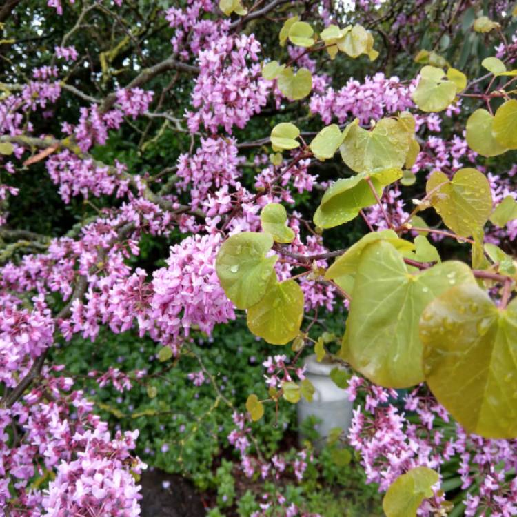 Plant image Cercis Canadensis