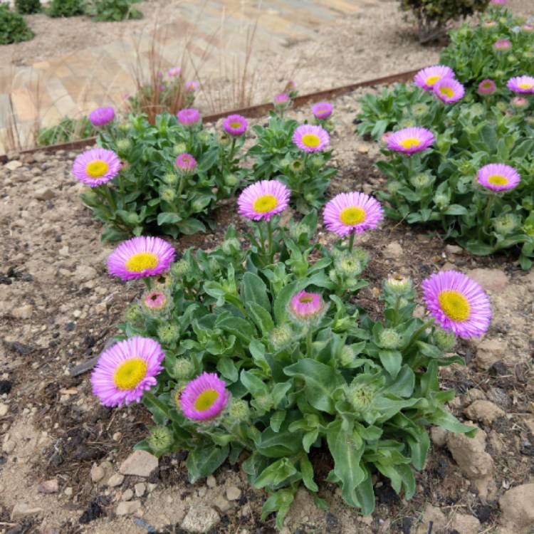 Plant image Erigeron glaucus 'Sea Breeze'