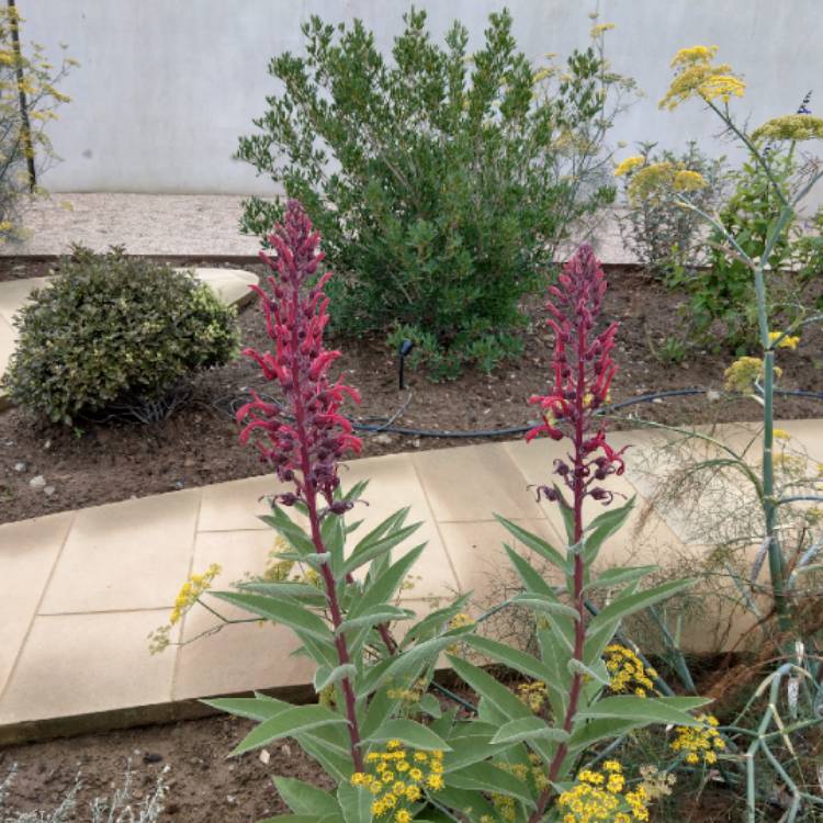 Plant image Lobelia tupa