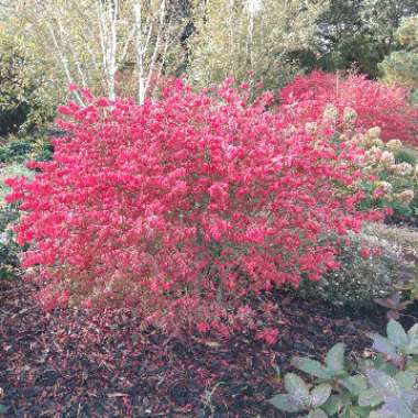 Winged Spindle