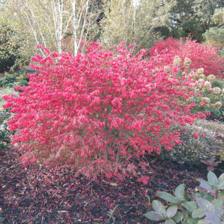 Plant image Euonymus alatus