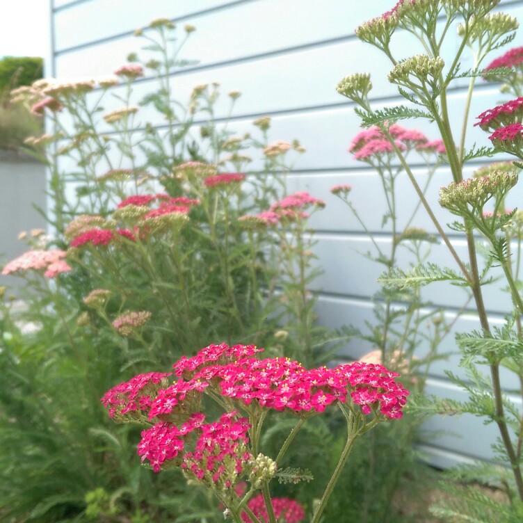 Plant image Achillea millefolium 'Paprika'