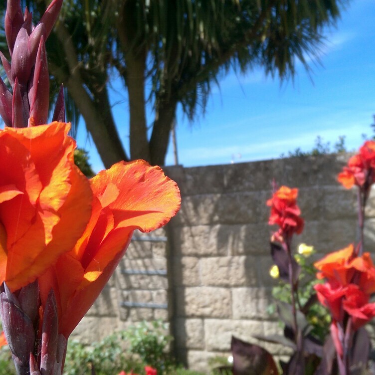 Plant image Canna 'Roi Humbert' syn. Canna 'Red King Humbert'