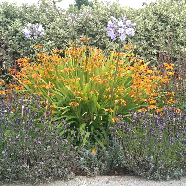 Plant image Crocosmia 'Prince of Orange'