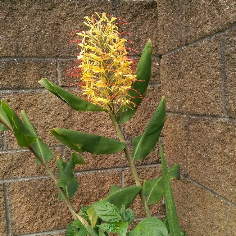 Plant image Hedychium gardnerianum
