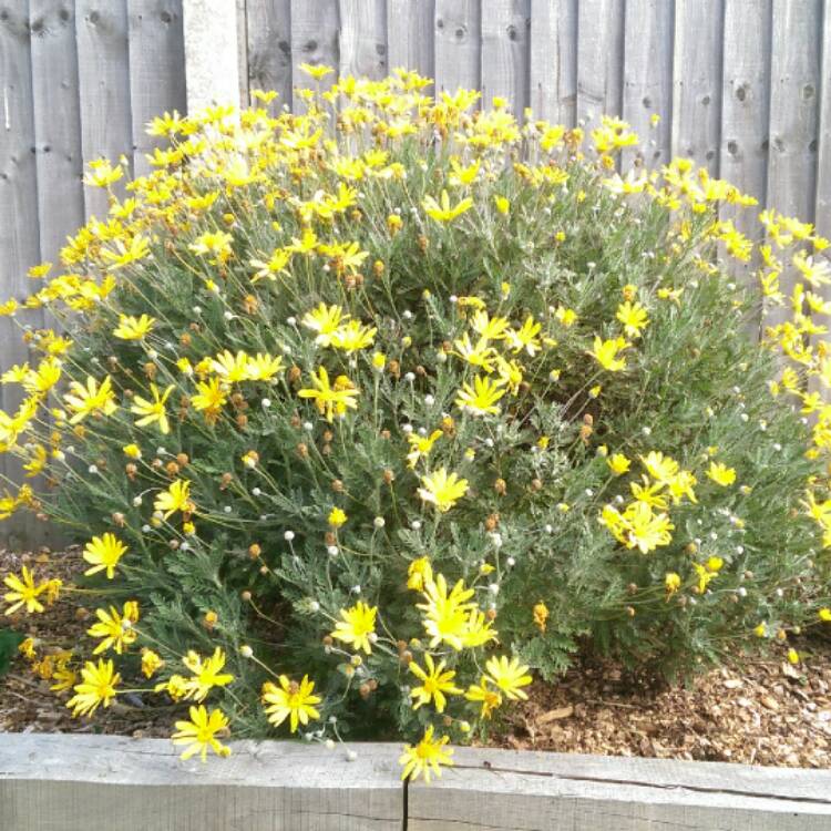 Plant image Euryops pectinatus 'Silver Star'