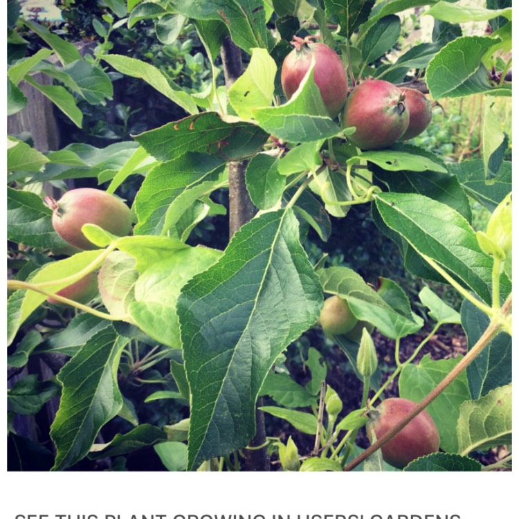 Plant image Malus domestica 'Cox's Orange Pippin'