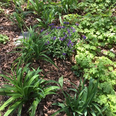Jennifer's garden