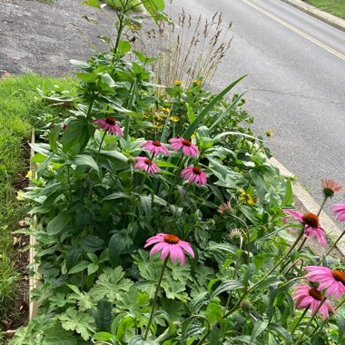 Jennifer's garden
