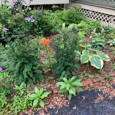Jennifer's garden