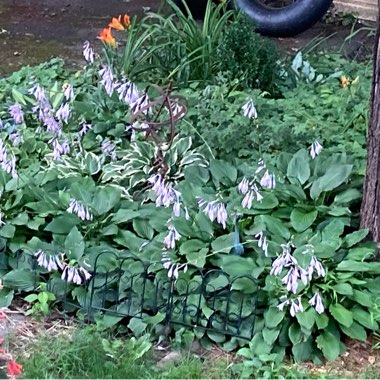 Jennifer's garden