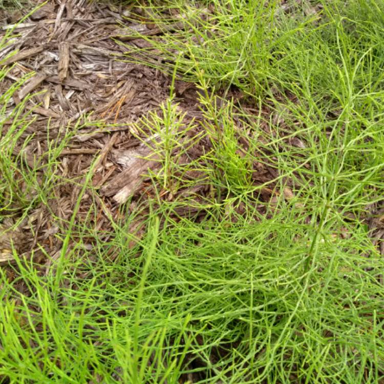 Plant image Equisetum arvense