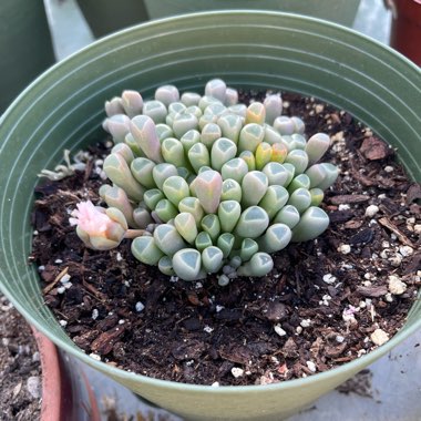 Baby Toes