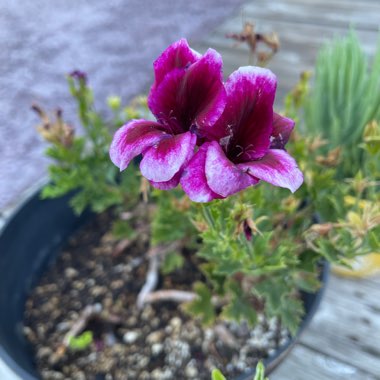Esther's garden