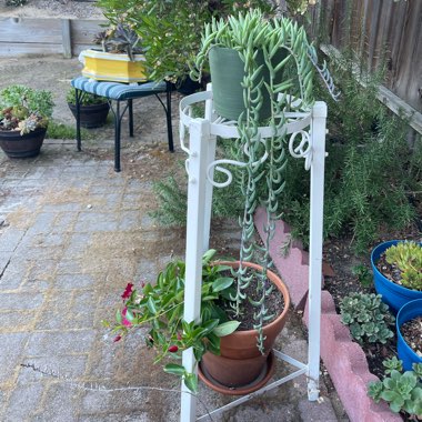 Esther's garden