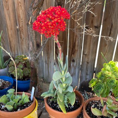 Esther's garden