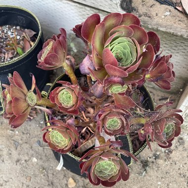 Esther's garden