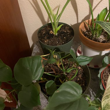 Esther's garden