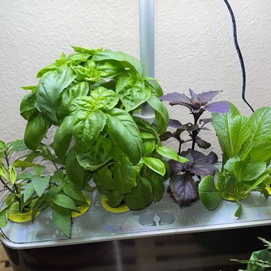 Esther's garden