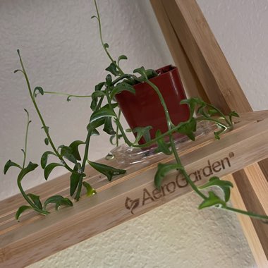 Esther's garden