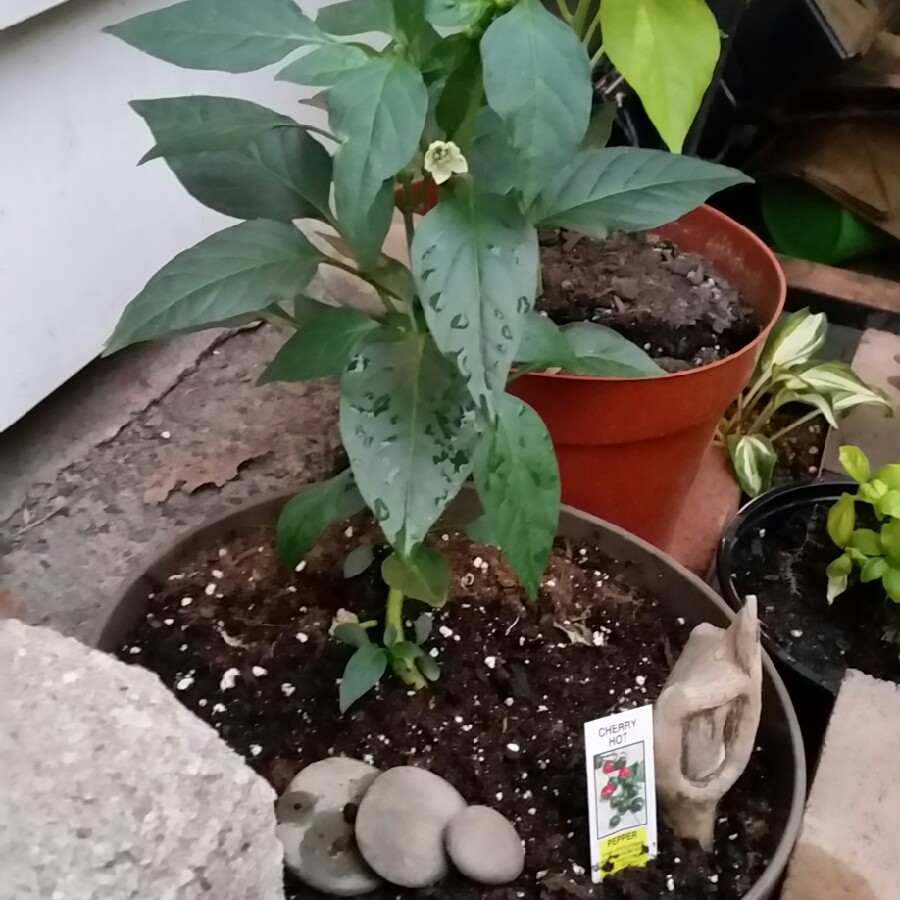 plant image 107223