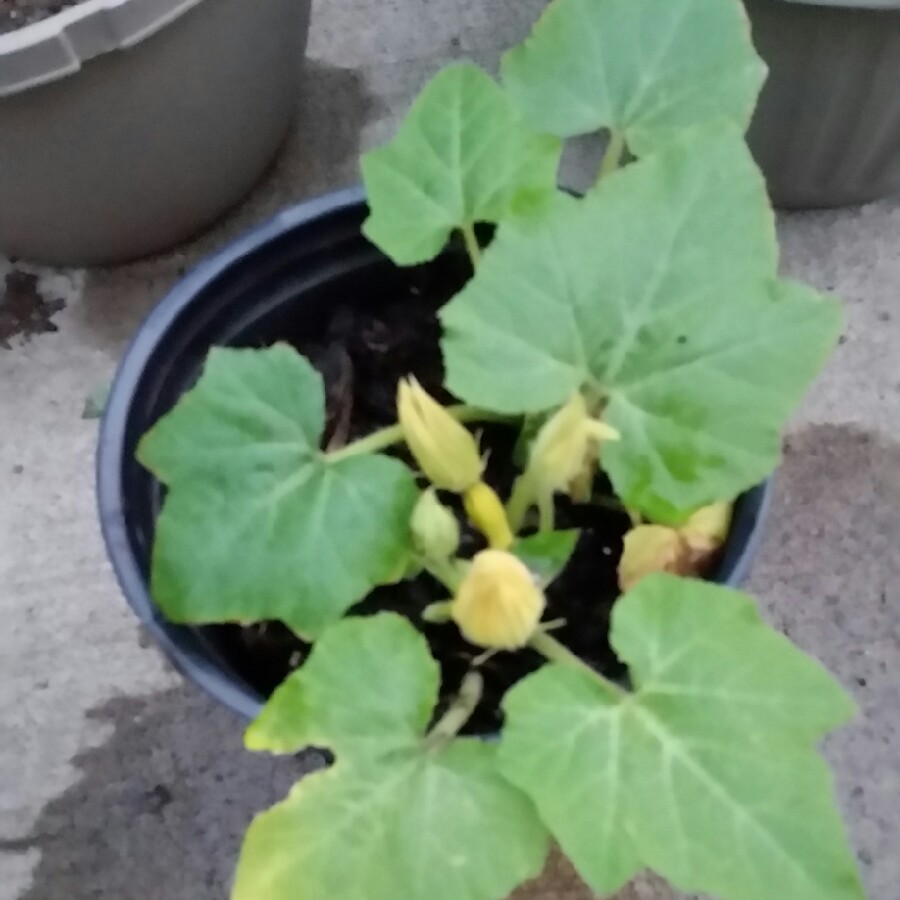 plant image 107226 plant image 107226