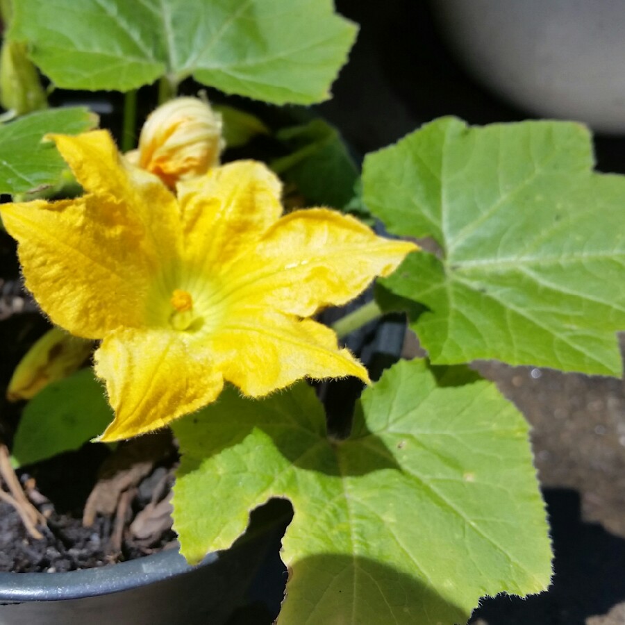 Plant image Cucurbita Pepo var. Cylindrica 'Black Beauty'