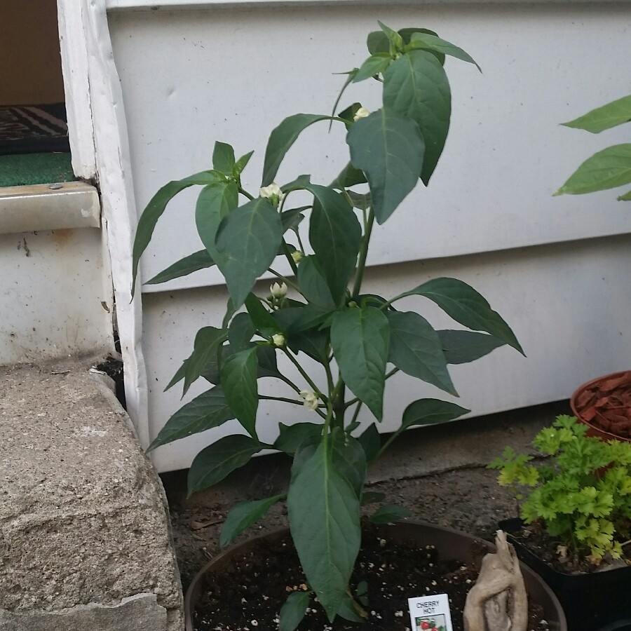 plant image 128083