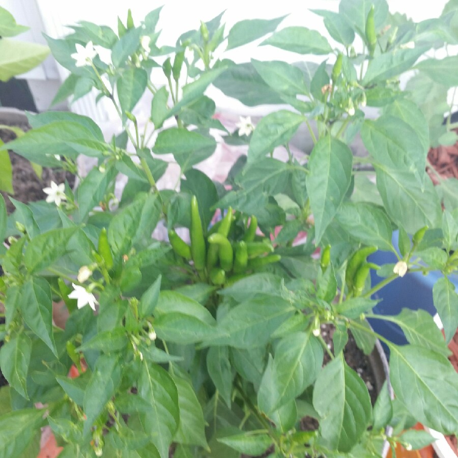 plant image 173534 plant image 173534