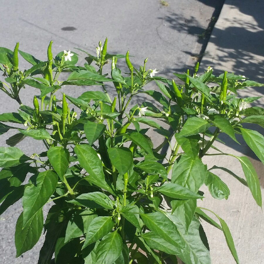 plant image 176462 plant image 176462