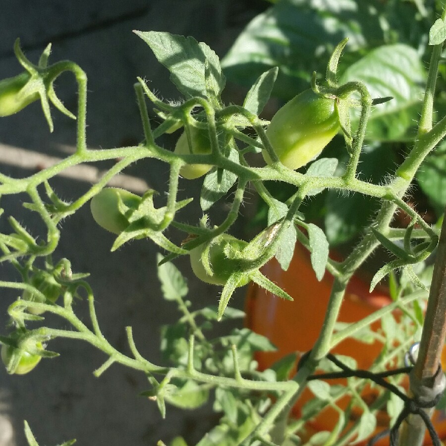 plant image 176468 plant image 176468