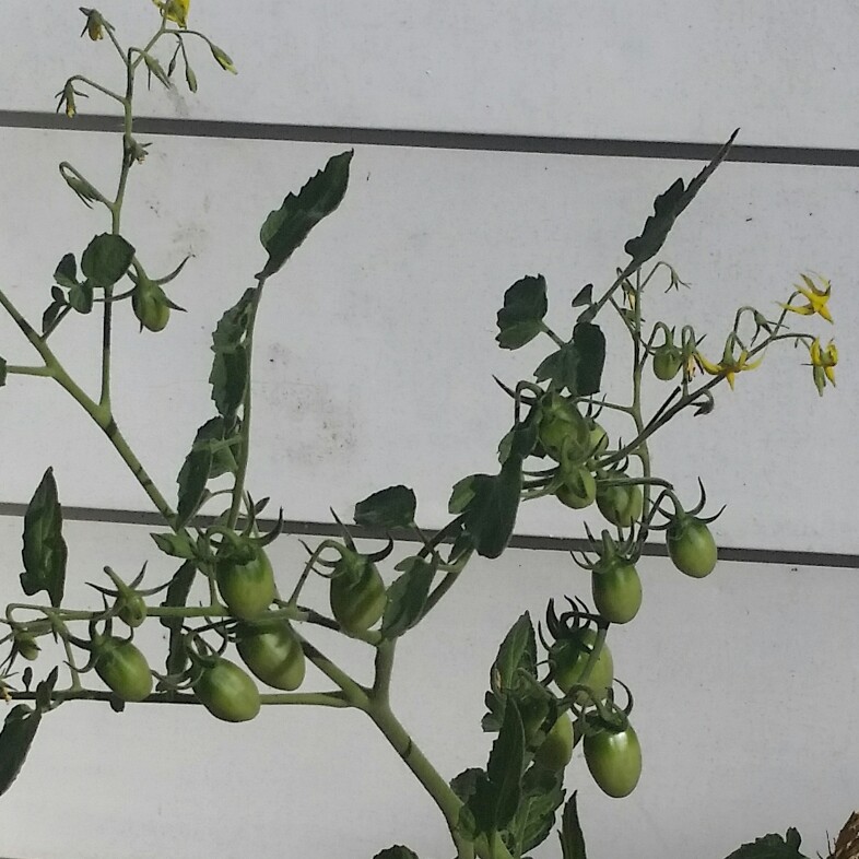 Solanum Lycopersicum var. cerasiforme 'Red Cherry'