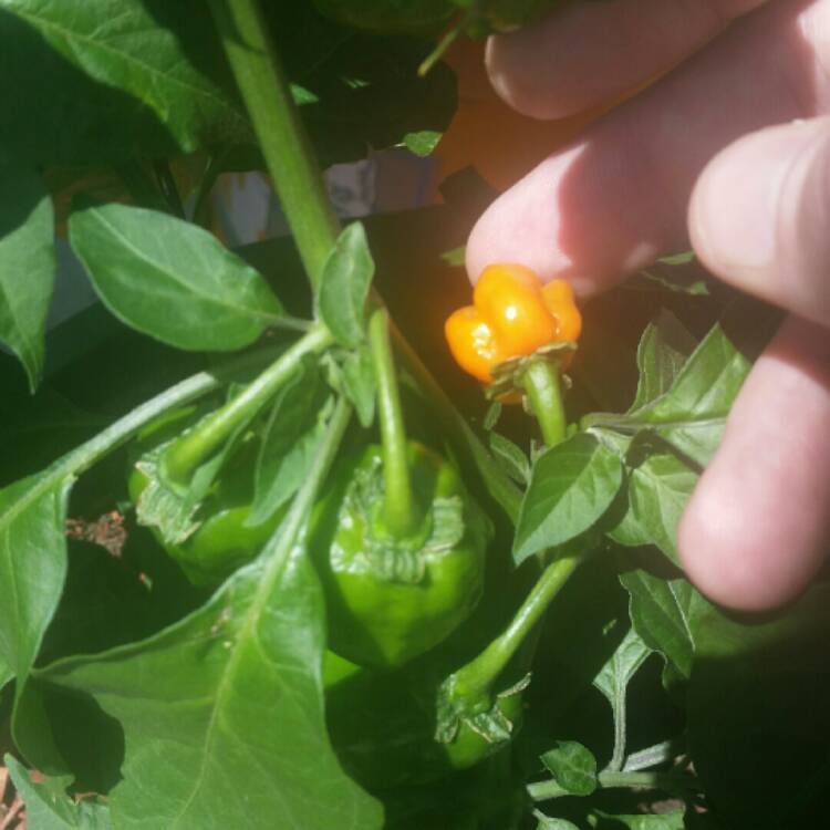 Plant image Capsicum Chinense 'Habanero'