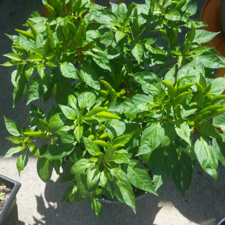 Plant image Capsicum Annuum 'Thai Hot'