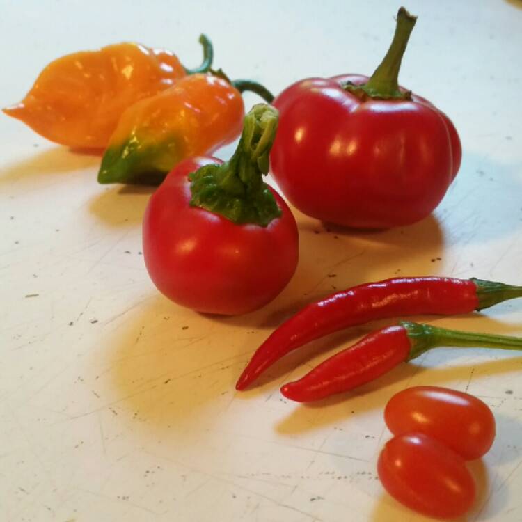 Plant image Capsicum Chinense 'Habanero'