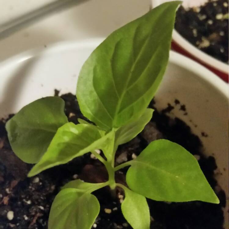 plant image 416344