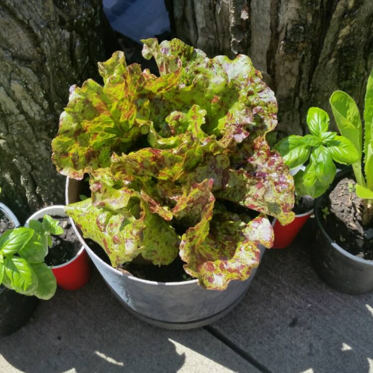 plant image 442687